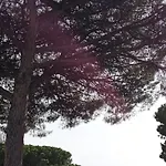 Vesuvio Casa De Charme Frühstückspension